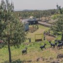 고목목장 이미지