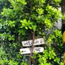 세오니네집 이미지