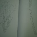 당신의 꽃그림, 보태니컬 아트 이미지