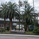 중앙로72번길 | 제주 태교여행 (유채꽃명소, 오는정김밥, 나와산, 제주 포토존 추천, 아누캄파, 제주신라호텔, 소색채본...