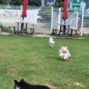 애견카페왕 이미지