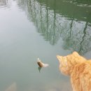 배내미 대전 근교 송어낚시터,대전 송어낚시-11월말 송어 크랑크 낚시