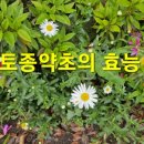 토종약초