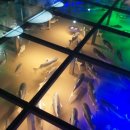 화진포생태박물관 이미지