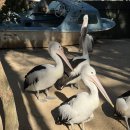 (주)더블유투어월드 | 호주 뉴질랜드 신혼여행 후기 (3일차,12박14일)/고호주 블루마운틴투어