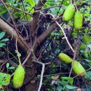 백야자연휴양림 이미지