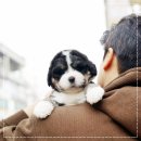 유어펫 라운지 강아지분양 | 버니두들분양 유어펫 상위1%