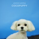 아띠 펫 이미지