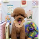 다온그루밍 이미지