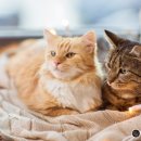 오수 펫 추모공원 이미지