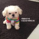 페트코코 | 25 마지막