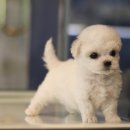 도그마루 강아지 고양이 울산점 이미지