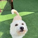 도그어스 플래닛 이미지