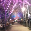 벚나무길 이미지