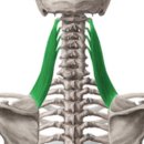 영짐(YOUNG GYM) 이미지