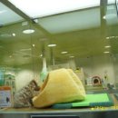 웰니스 펫 미용실 이미지