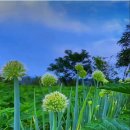 싱싱과일야채 이미지