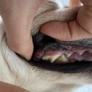 문치과병원 | [오복동물치과병원] 대형견 스케일링 / 발치 후기