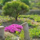 섯다장어 이미지