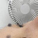 로래쉬앤네일