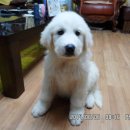 상아 이미지