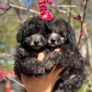 우리켄넬 이미지