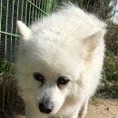 오늘도 신나개 이미지