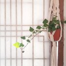 연화방제과 이미지