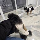 이다애견미용실 | [글로시 퍼]실시간 미용 CCTV 영상을 공개! 부천 항동 애견미용