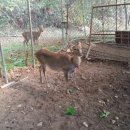 사슴이랑 배랑 농원 이미지