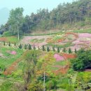 숲쟁이펜션 이미지