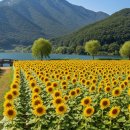 (마감)9월6일(토) 강화도 난정리 해바라기 축제 &amp; 맛집 탐방 이미지