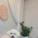 까끄개 애견미용 이미지