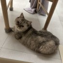 신한동물병원 앞 이미지