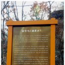 남면 삼용리 주엽나무 | 감악산법륜사후기