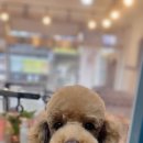 로라펫 하우스 이미지