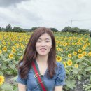 해바라기농장 이미지