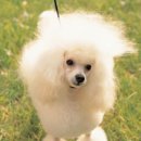 똥꼬 발랄 펫샵 이미지