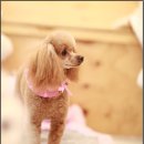 로라펫살롱 이미지