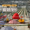 부창농장 | 청주 근교 진천 봄을담은딸기 체험농장 아이랑 가볼만한 곳