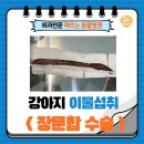 목포장문외과병원 | &lt;강아지이물섭취/장문합수술&gt; : 해뜨는동물병원/외과전문/수술전문동물병원/강아지장괴사(장폐색...