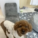 잘살개(J·DOG) | [인천노견재활마사지/청라반려견마사지] 잘살개 J.DOG