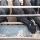 신평농장2 이미지