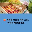농가 | 충북 영동군 스티로폼박스 납품 후기: 과일 농가의 고민을 해결하다 🍇