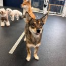 프리독스 이미지