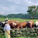 승공민박 | 제주도 3박4일 동쪽 여행 (아이와 가볼만한곳) - 아침미소목장/우유주기 체험