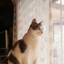 착한 고양이 이미지