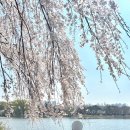 카페오를리일산호수 | 일산 벚꽃 명소 추천 :: 데이트 코스 추천 :: 밤리단길 맛집 카페 내돈내산 후기 :: 일산 호수공원 산책