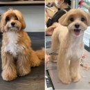 보라애견미용실 | [트리밍숍]오픈형애견미용실, 말티푸미용, 중랑구 애견미용, 대형견 미용, 배냇미용, 비숑미용