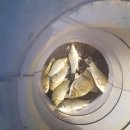 대류한버들낚시터 이미지